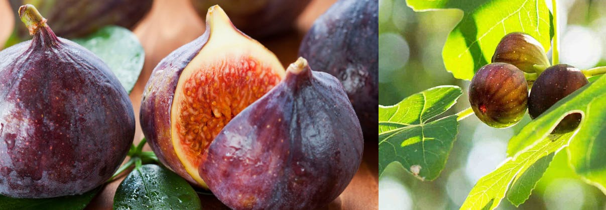 Organic products of Evia, figs